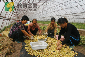 喜获丰收