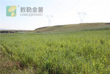 固阳农地.JPG