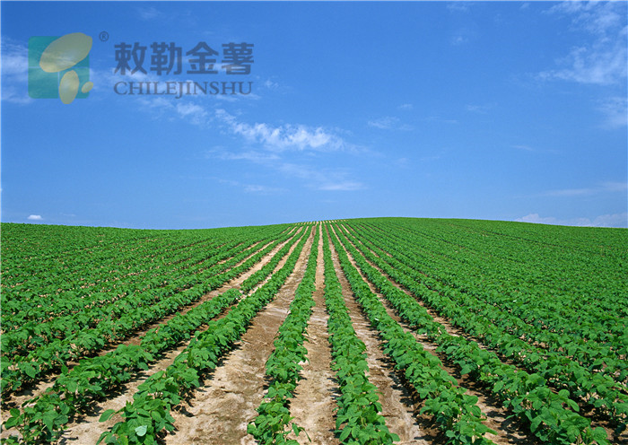 金薯基地风光.jpg
